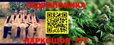 гашик Кингисепп