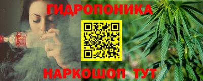 гашик Кингисепп