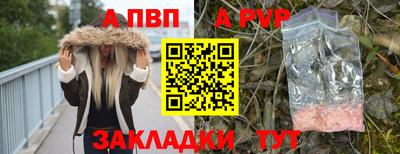 гашик Кингисепп